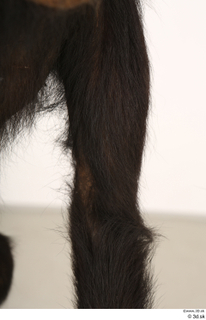 Chimpanzee Bonobo arm shoulder 0009.jpg